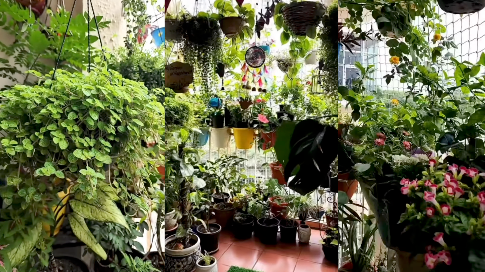 10 March Balcony Plants for natural AC