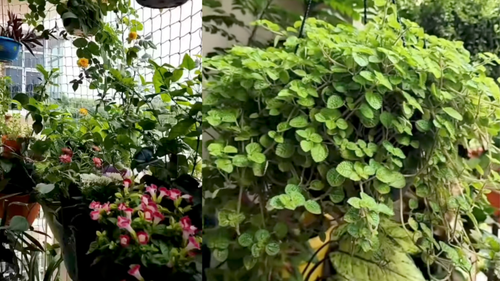 10 Summer Plants For Balcony