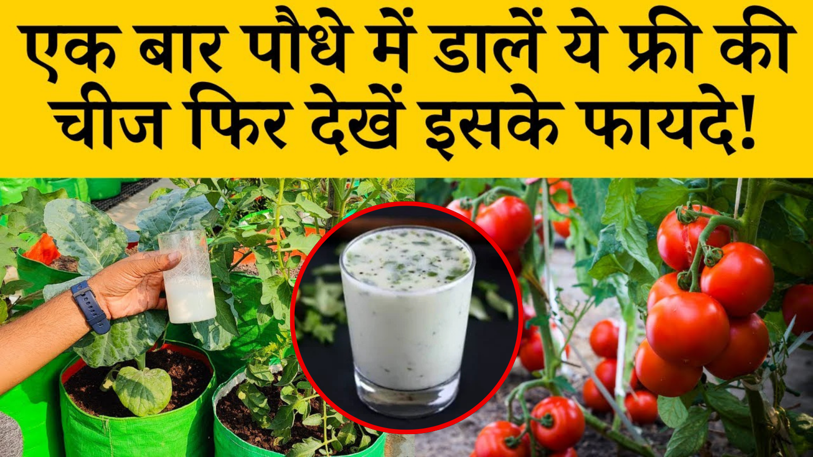 Buttermilk for Plant