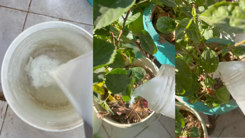 Buttermilk for Plants