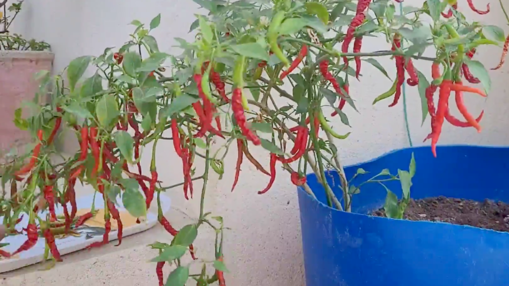 DIY plastic drum planter