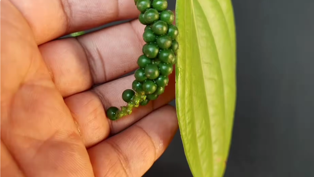 Gamle me kali mircha Ugane ka Tareeka