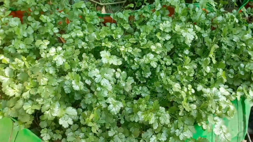 Ghar per dhaniya kaise ugaye