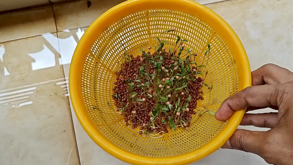 Ghar per dhaniya ugane ka Asaan tareeka