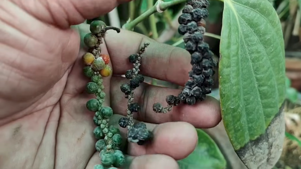 Grow black pepper at home