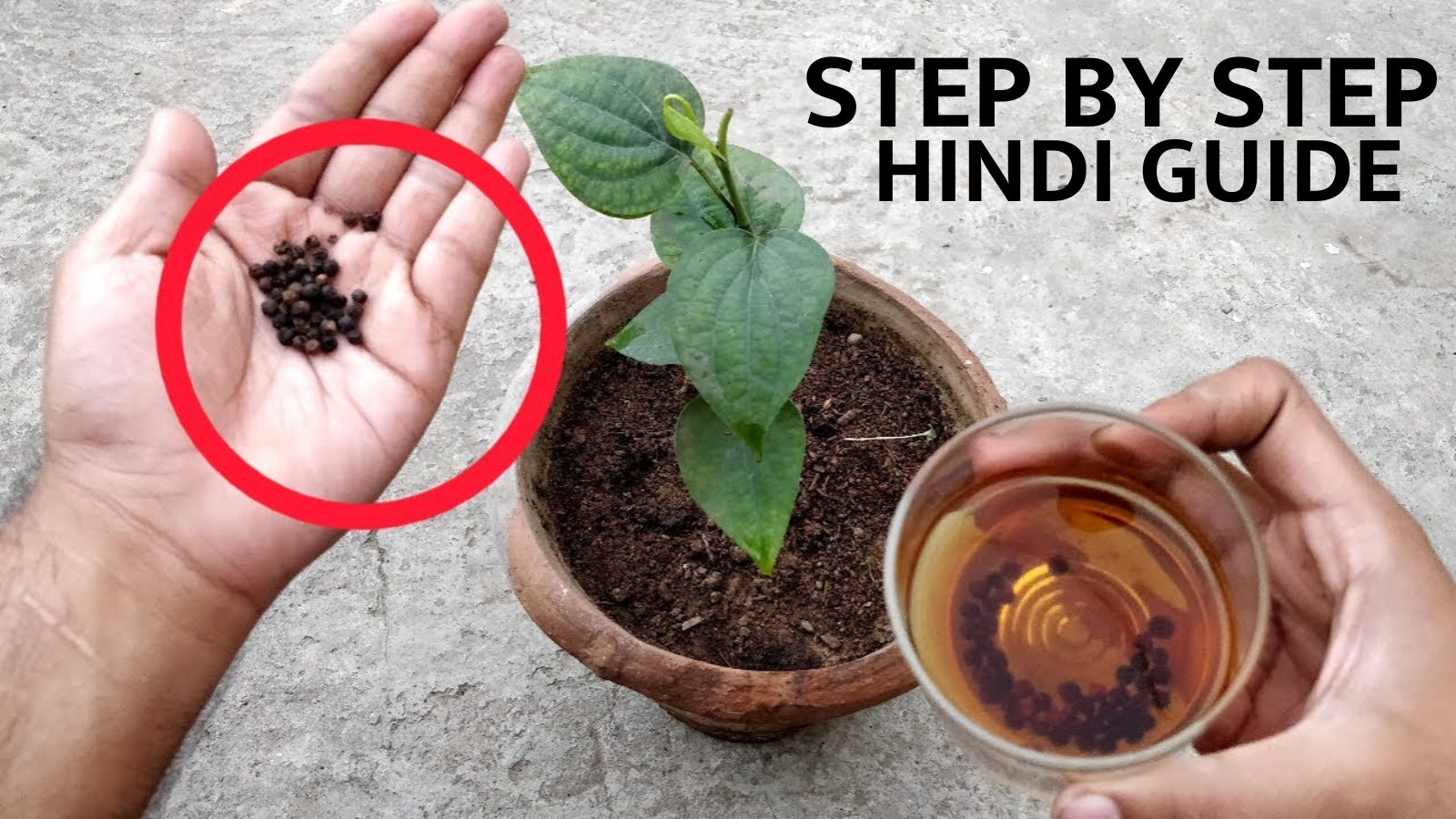 Grow black pepper at home