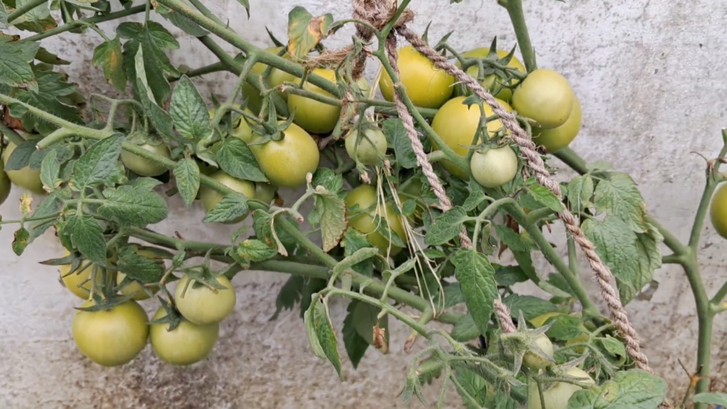 Growing tamatoes at Home