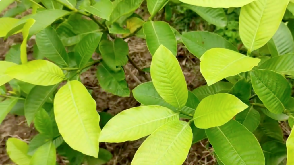 Hing ghar per kaise ugaye