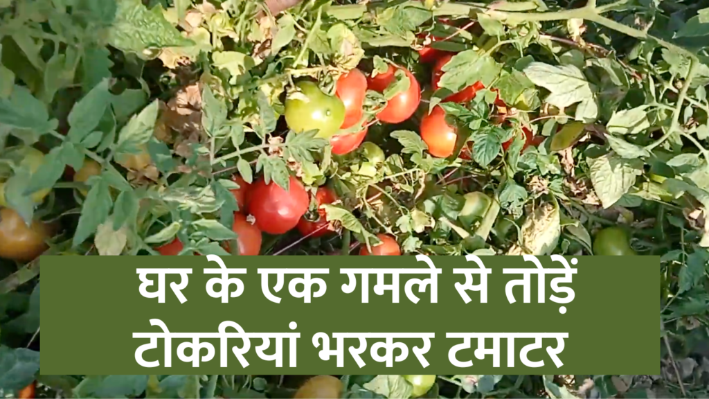 How to Grow Tamatoes At Home in Pot