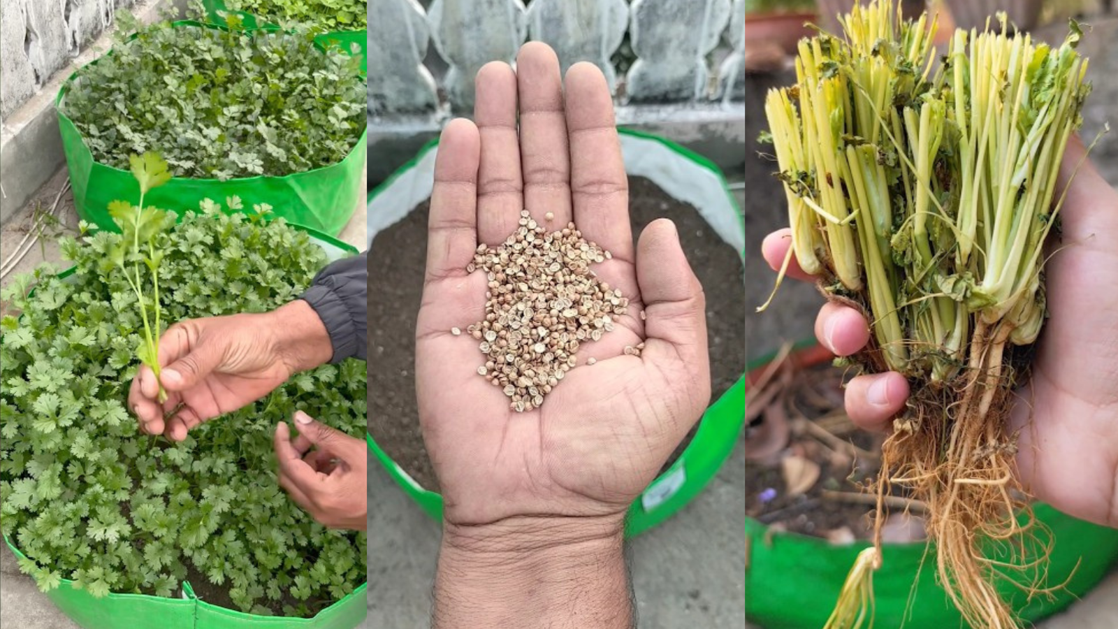 How to grow coriander at home