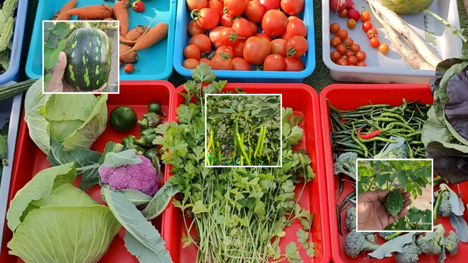 march me ghar me kaun si sabji ugaye