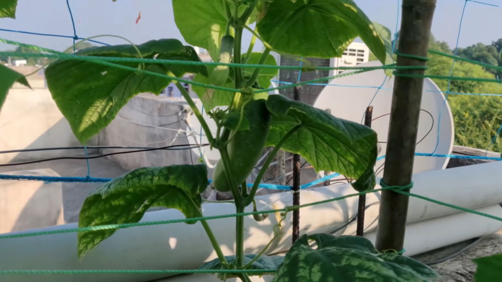 How to Grow Cucumber at Home