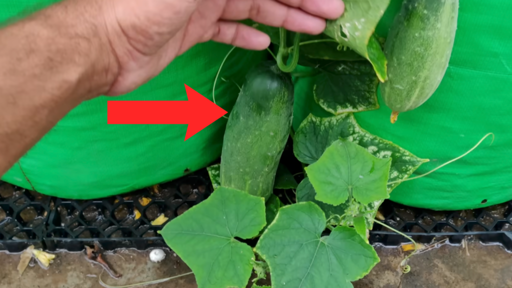 DIY Plastic Bottle Hack