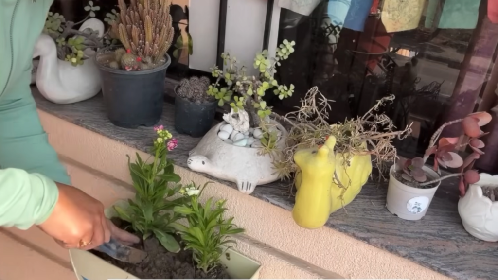 colorful leaf plants for home balcony