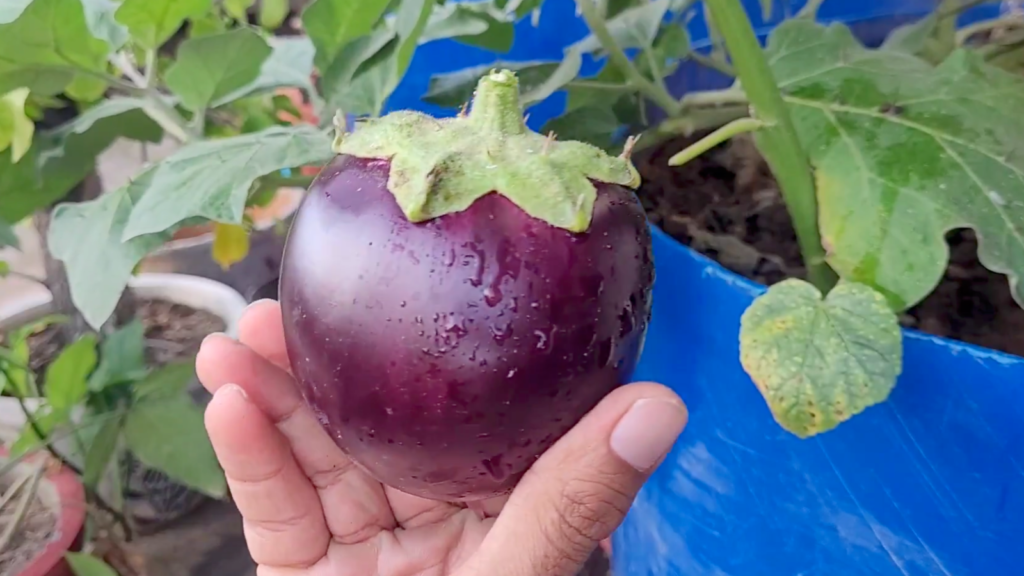 drum gardening ideas