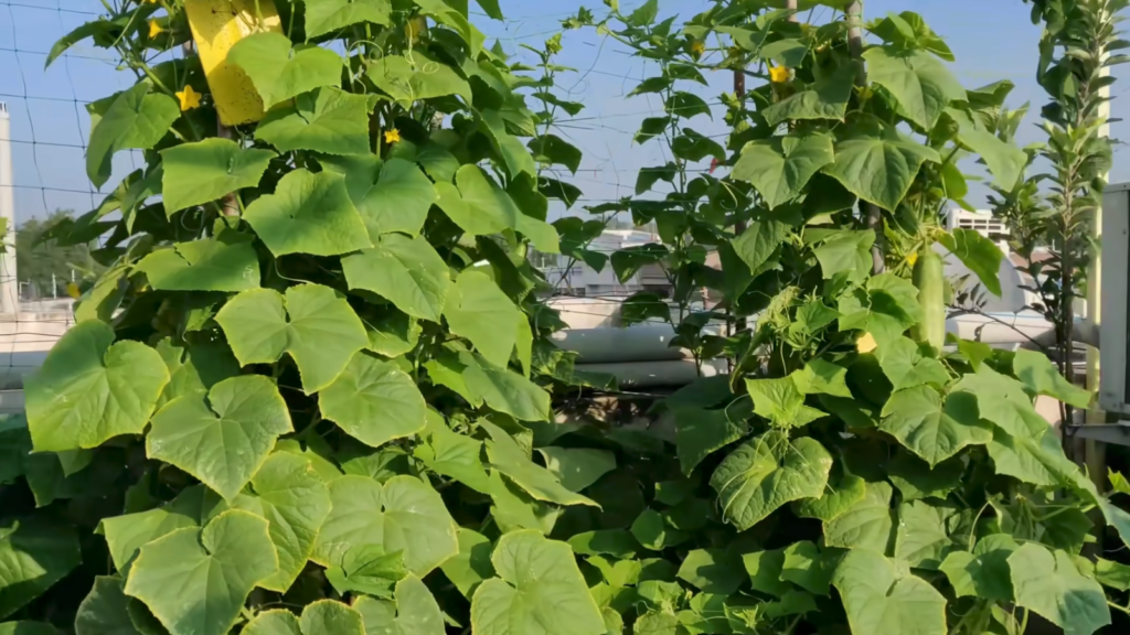 gamle mein kheera ugane ka tarika