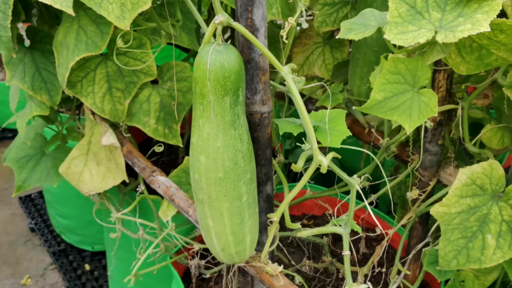 Vegetables To Grow In March