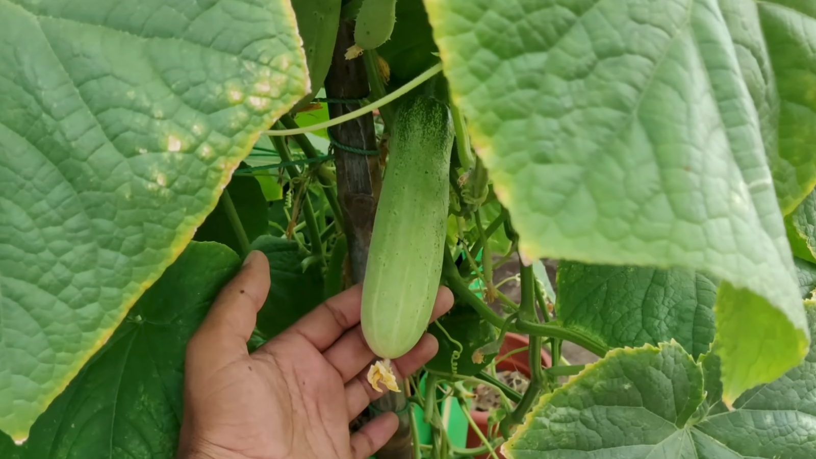 ghar par kheera kaise ugaye