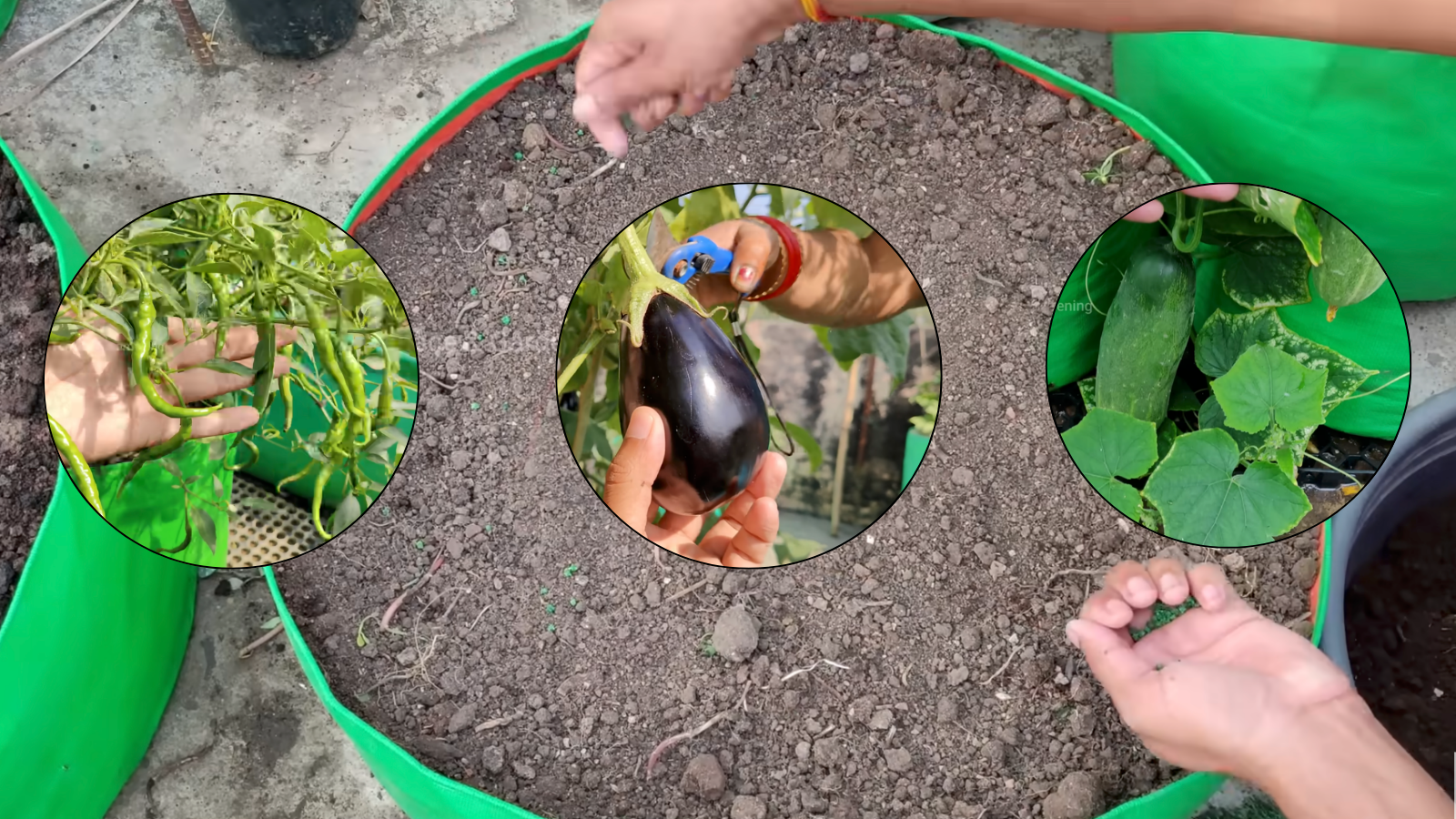 mid february vegetables in india