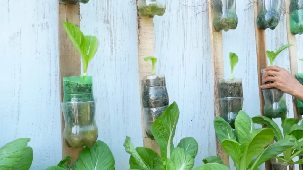 plastic bottle gardening