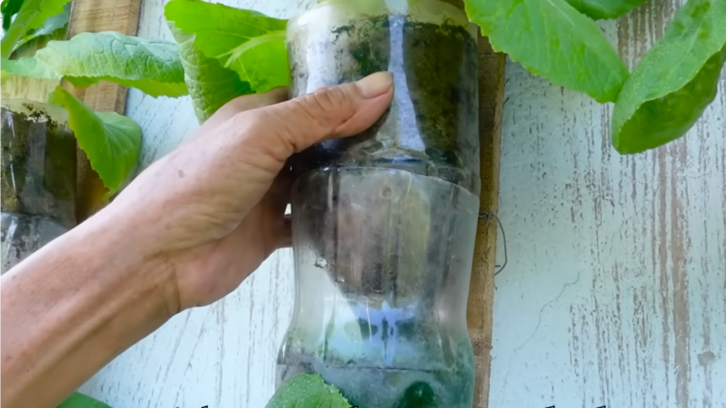 plastic bottle gardening care tips