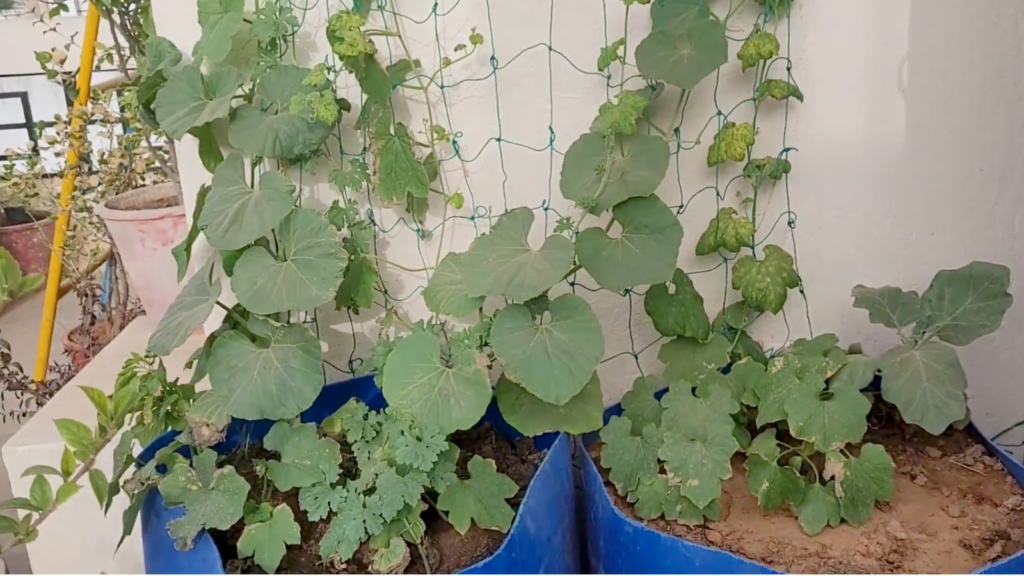 plastic drum gardening