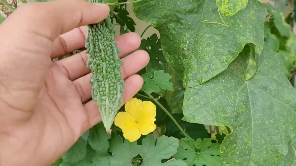 DIY plastic drum planter