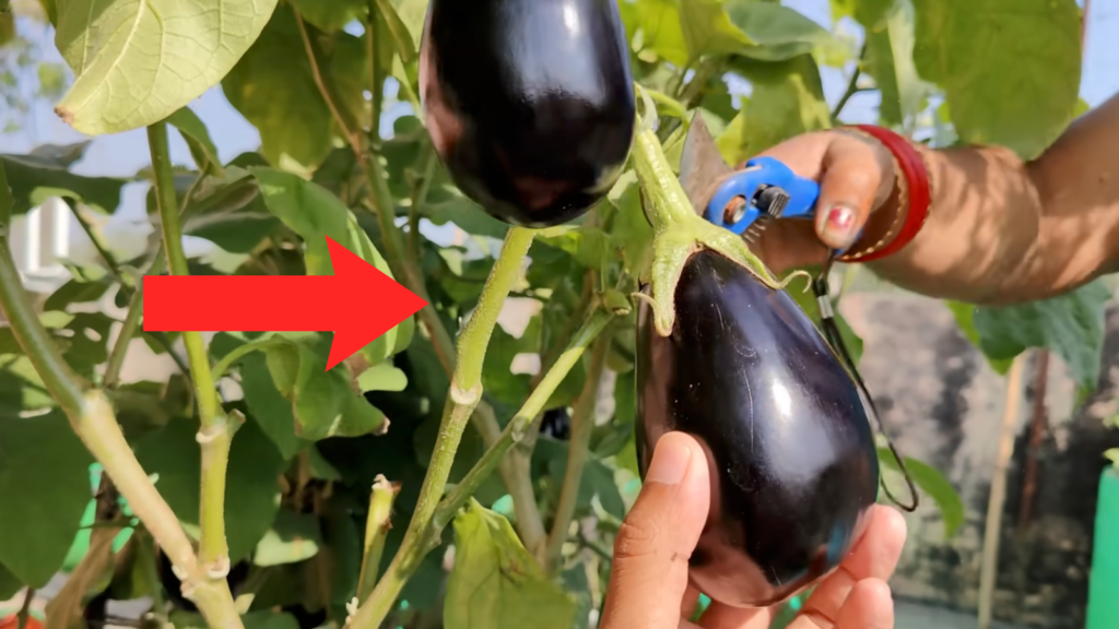 vegetables to grow in february at home