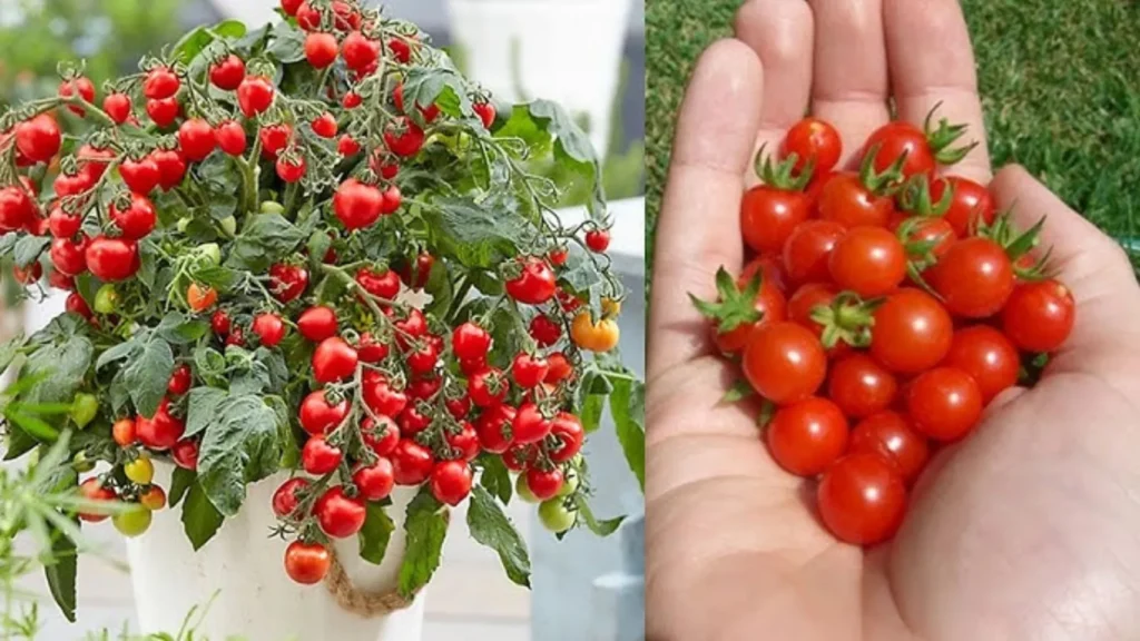 Cherry Tomatoes ghar per kaise Ugaye