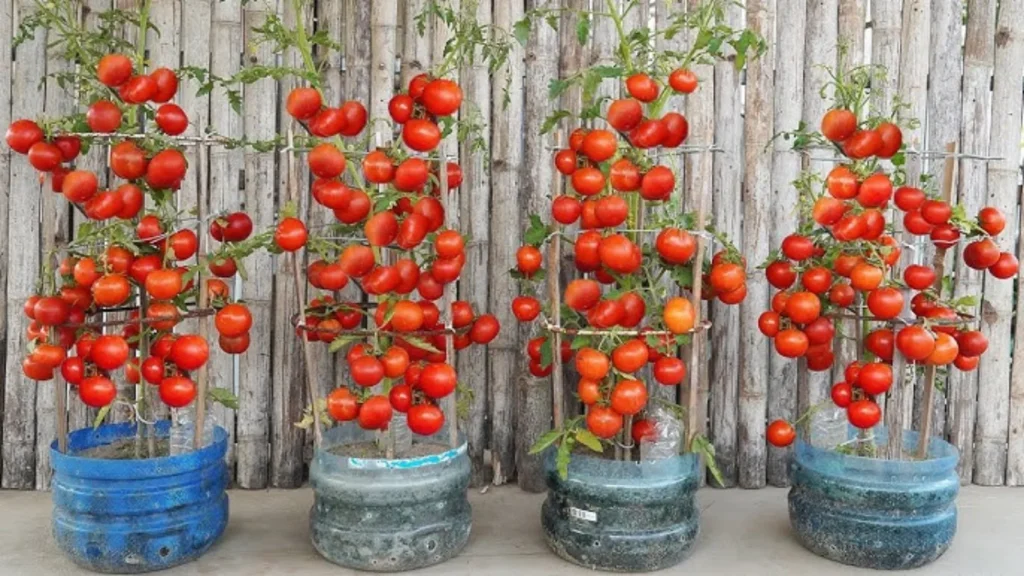 Cherry Tomatoes