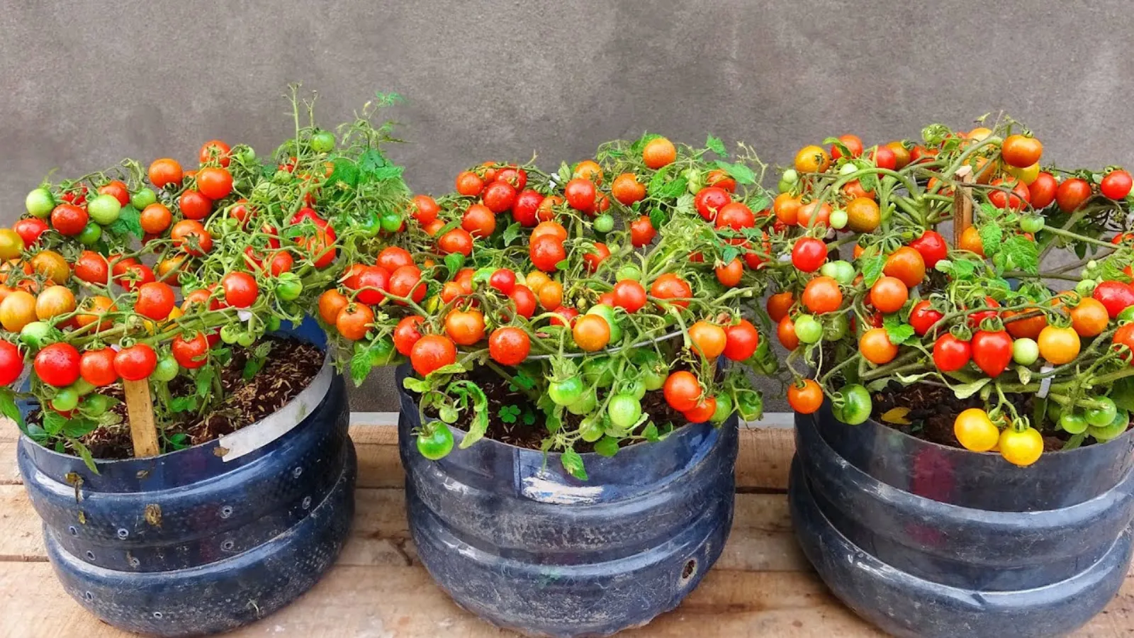 How to Grow Cherry Tomatoes at Home