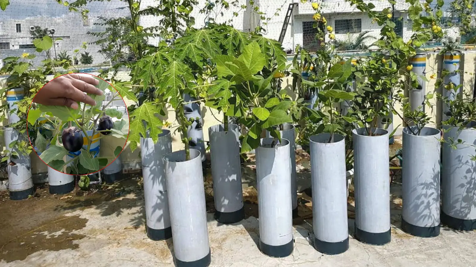 How to make DIY vegetable Garden With PVC pipe