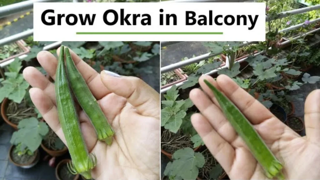 Lady Finger ghar per kaise Ugaye