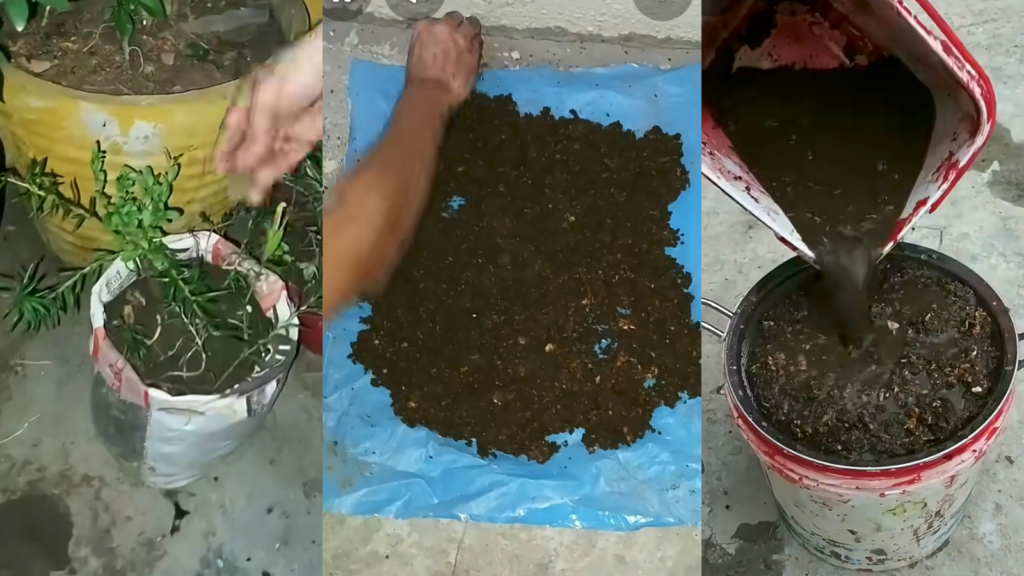 Organic fertilizer for Plant