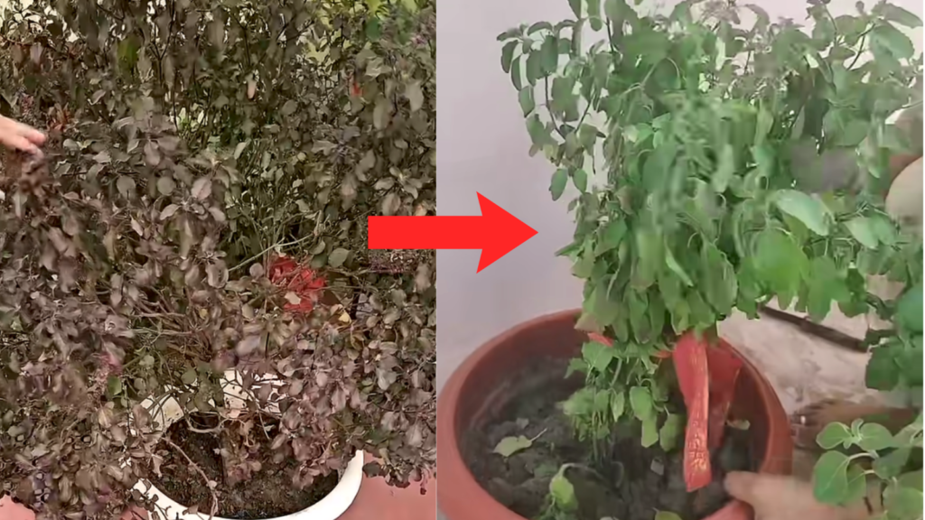 Tusli Care Plant Tips in hindi