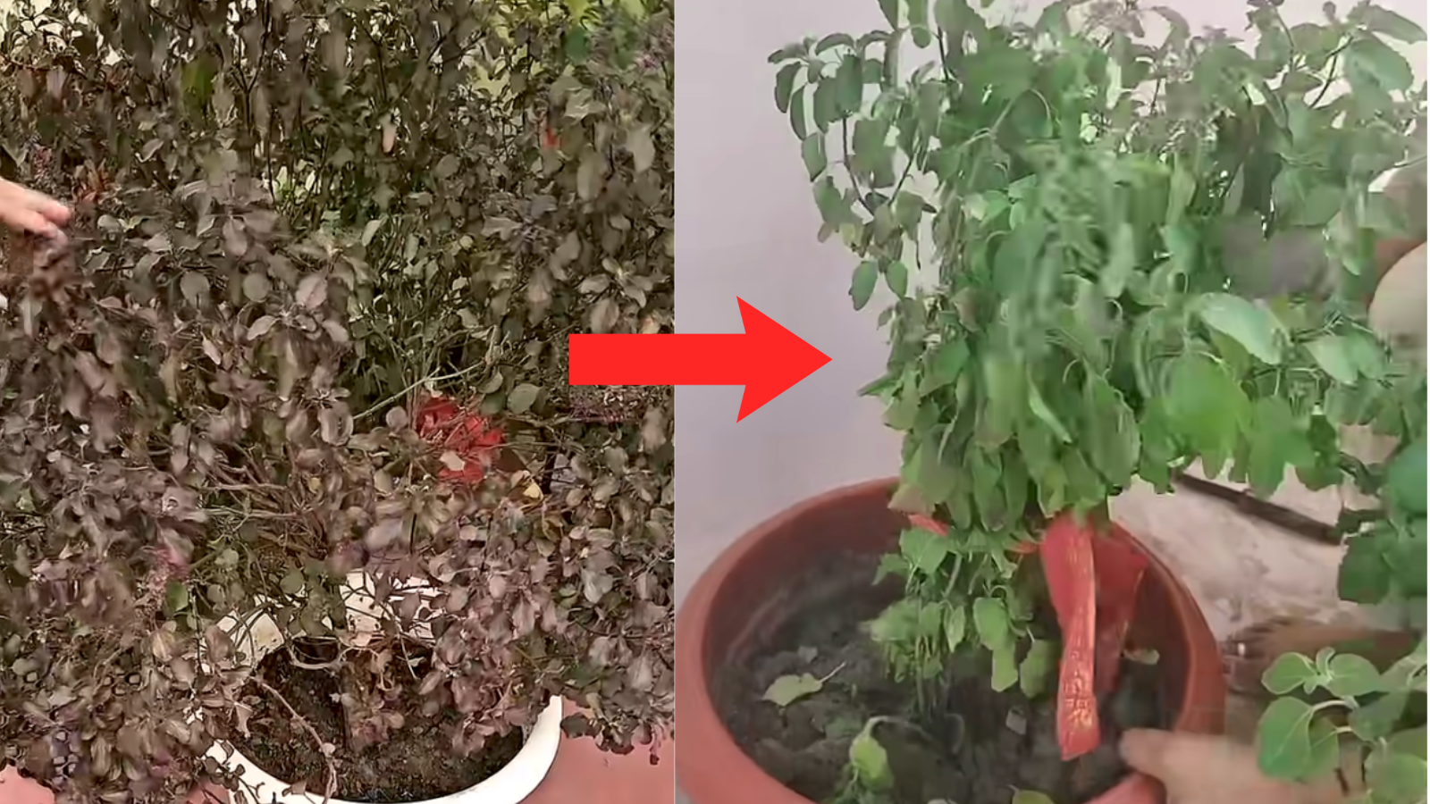 Tusli Care Plant Tips in hindi