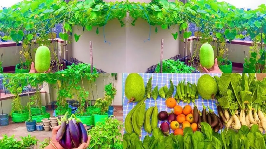 Vegetable gardening for beginner
