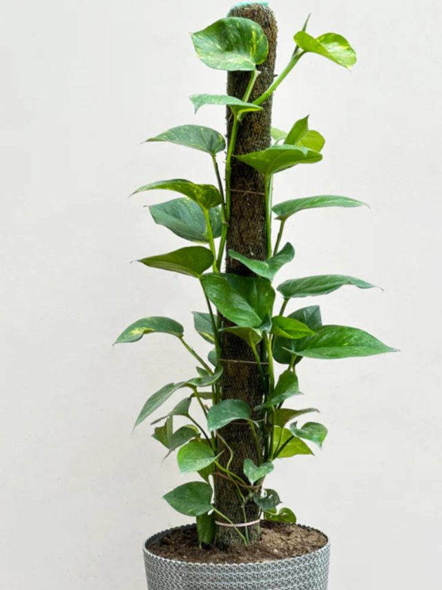 Money Plant को तेजी से Grow करने के लिए Moss Stick है बेस्ट
