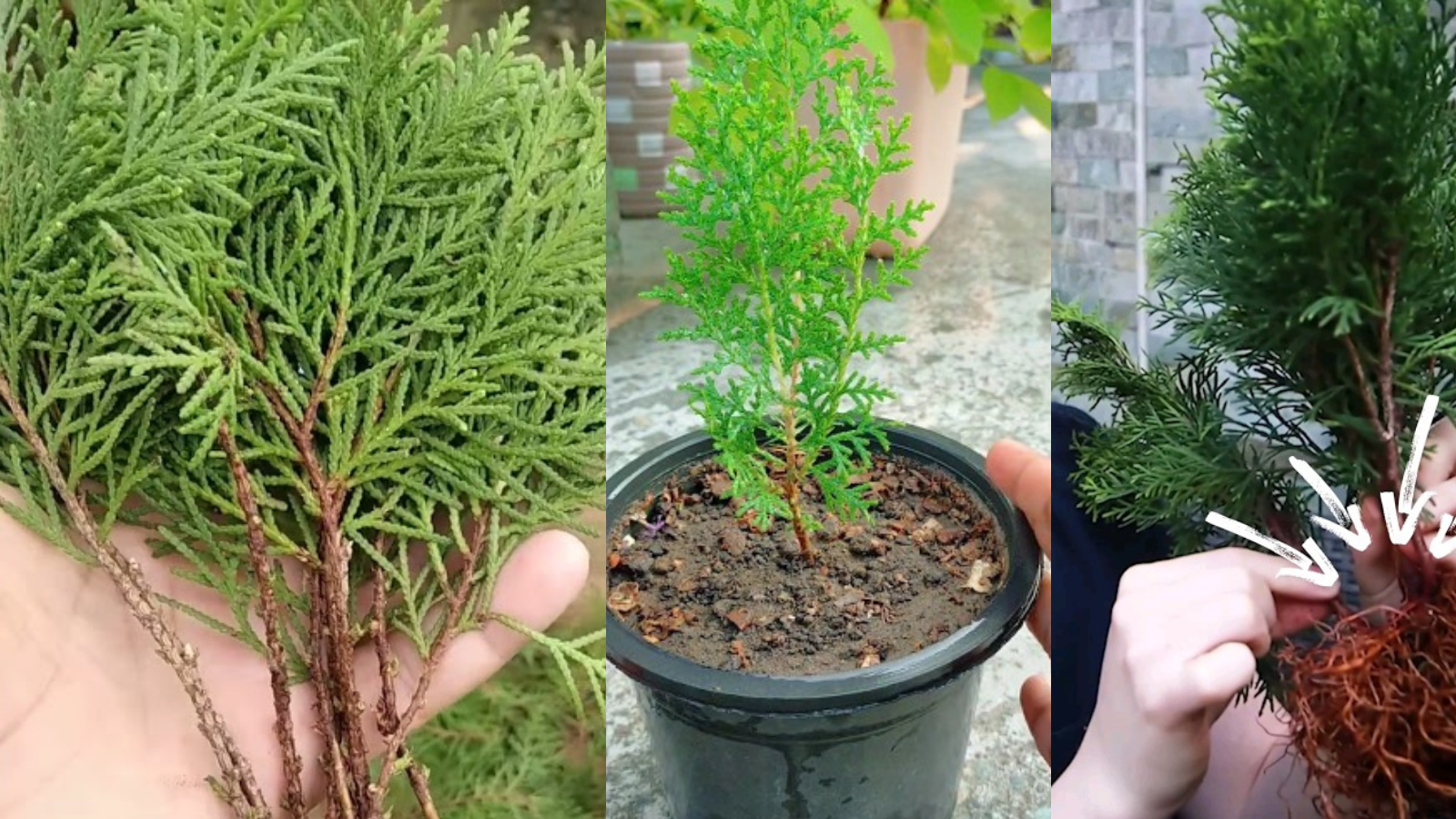 thuja plant