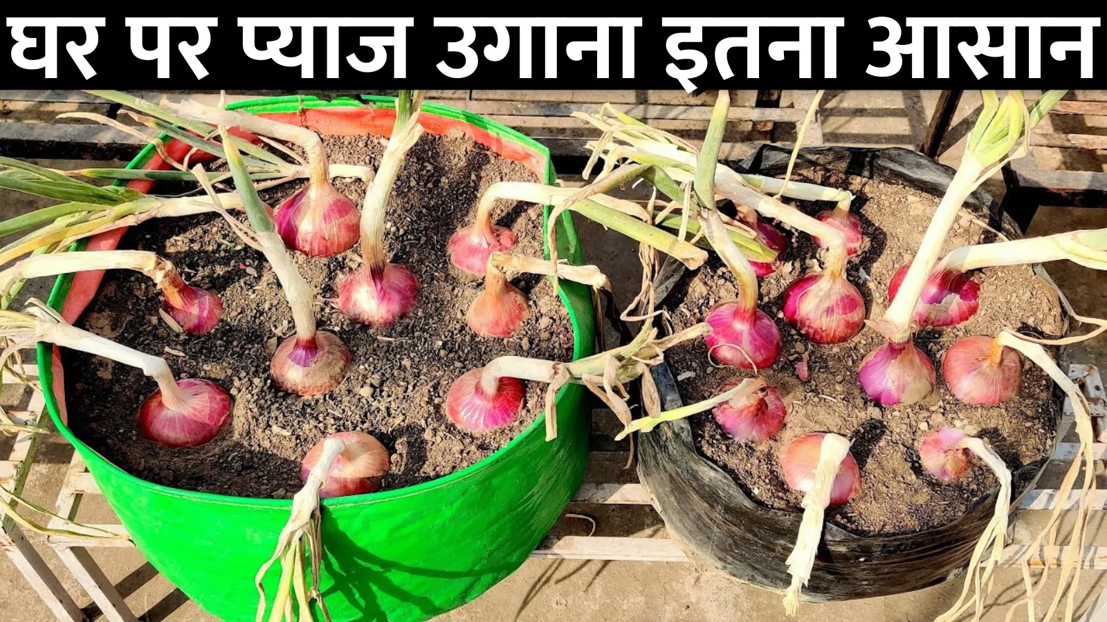 Grow onion at home