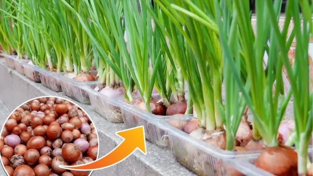 How To Grow Onions