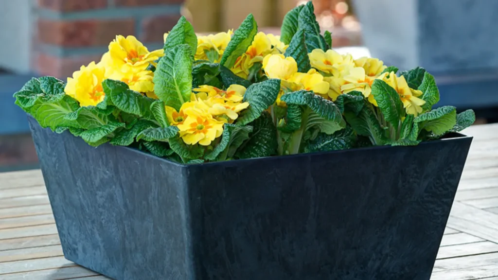 Square Minimalist Planters