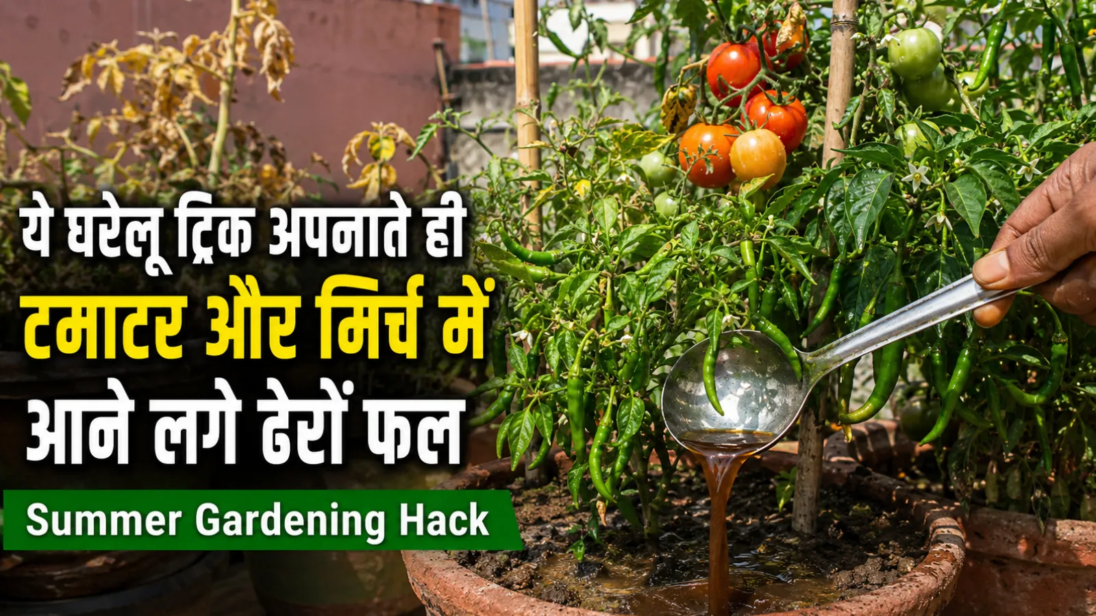 Gardening Hack for tamatoes and chilli