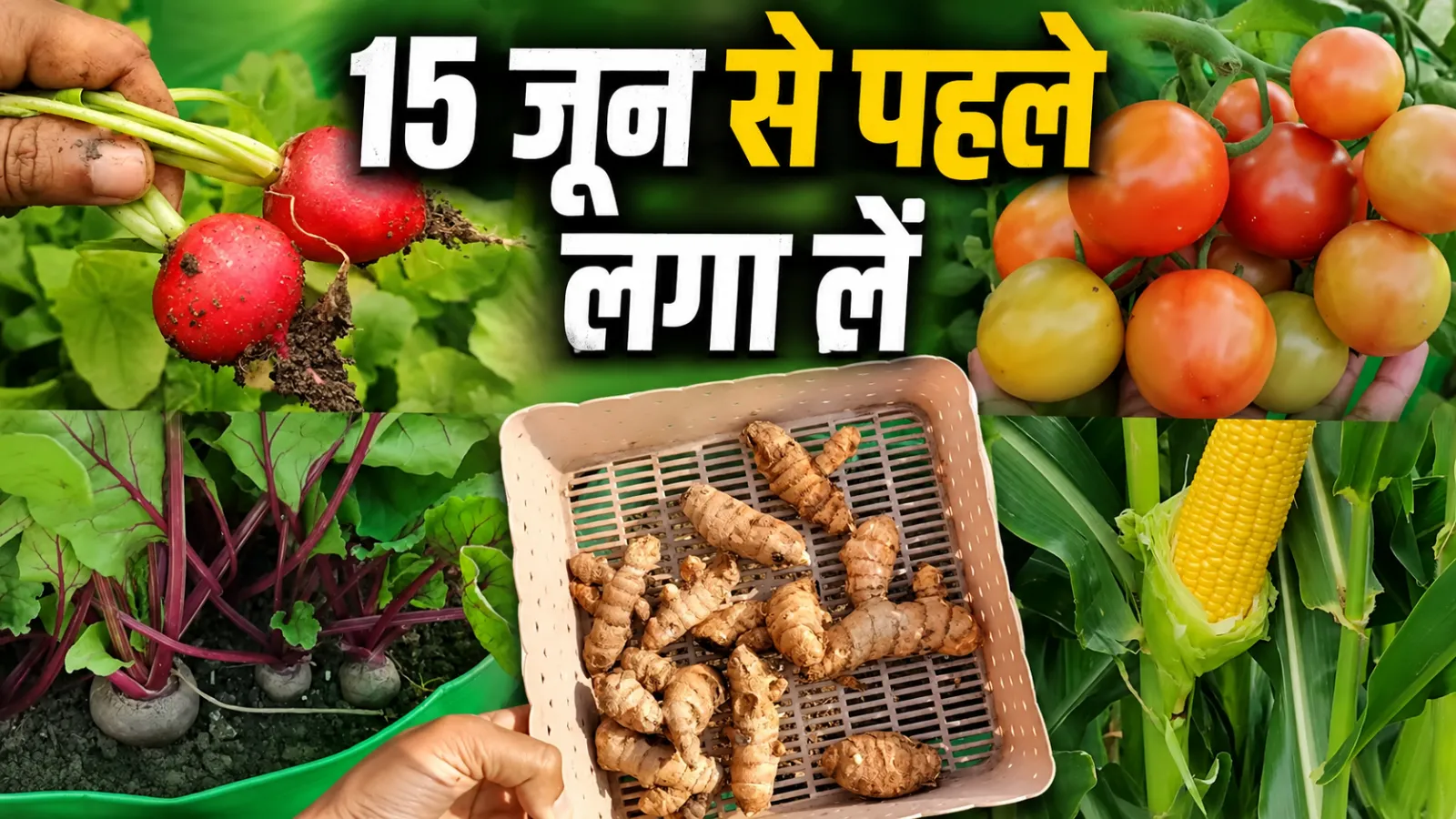 best vegetables to grow in june india