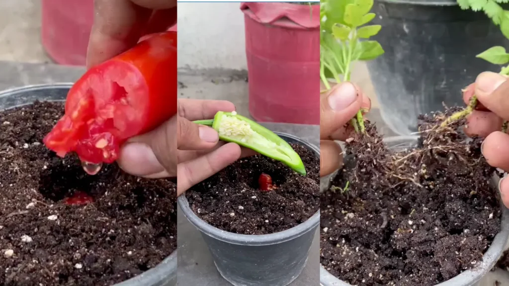 Gardening Experiment