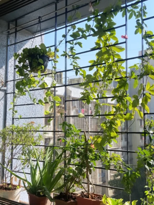 नर्सरी वाला नहीं बताएगा Money Plant को ग्रिल पर चढ़ाने का ये सीक्रेट