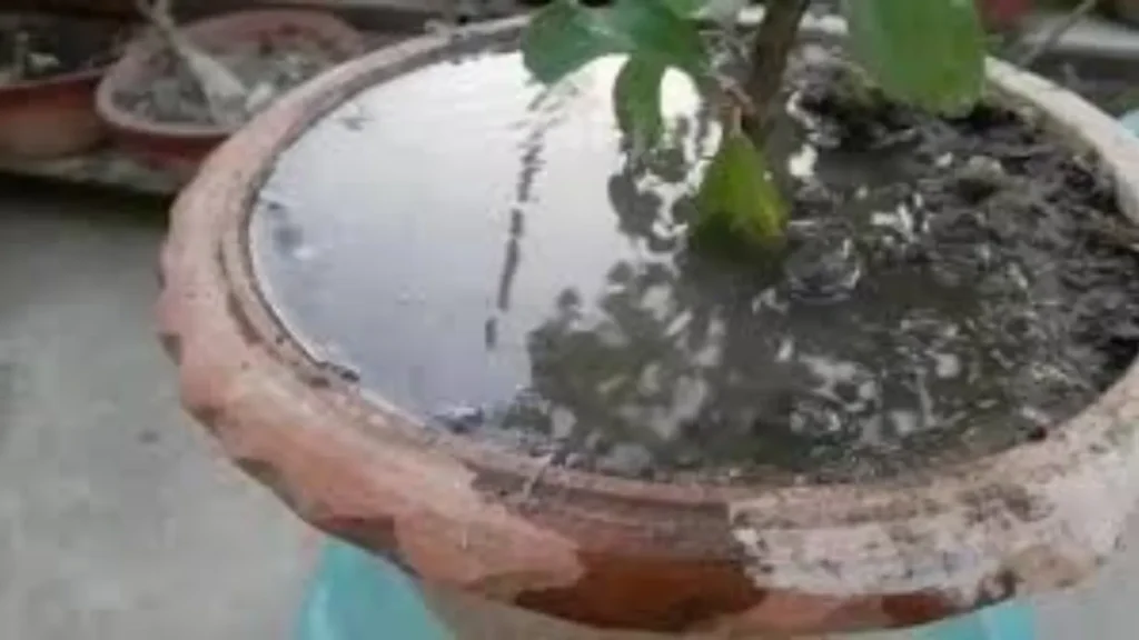 potted plants drainage problems