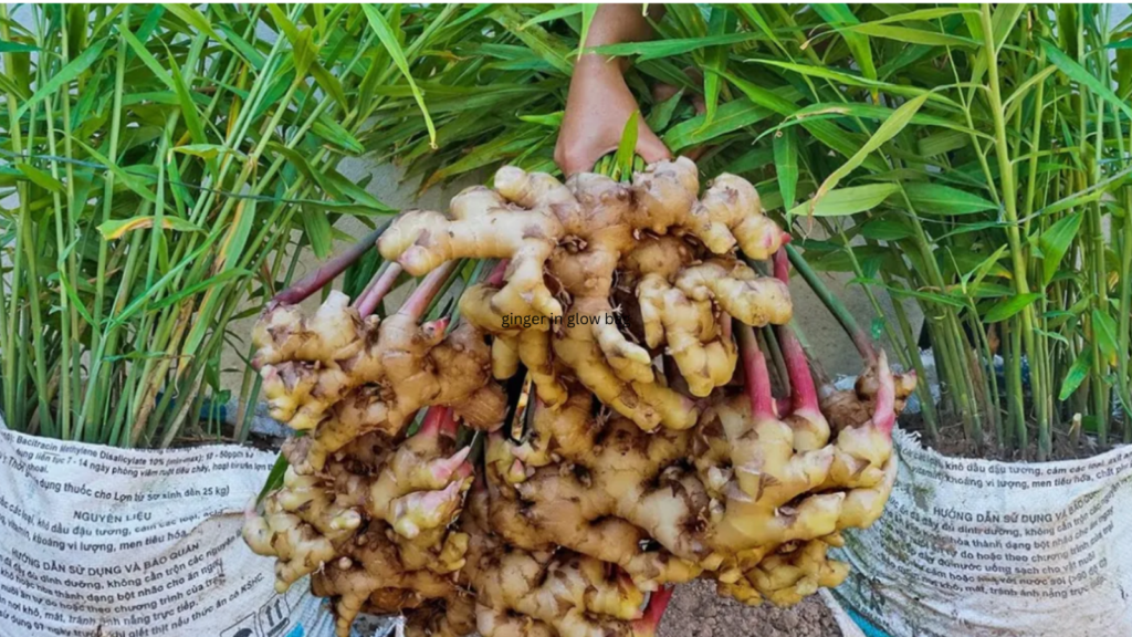 ginger in grow bag