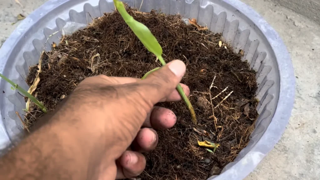 July Vegetables To Grow