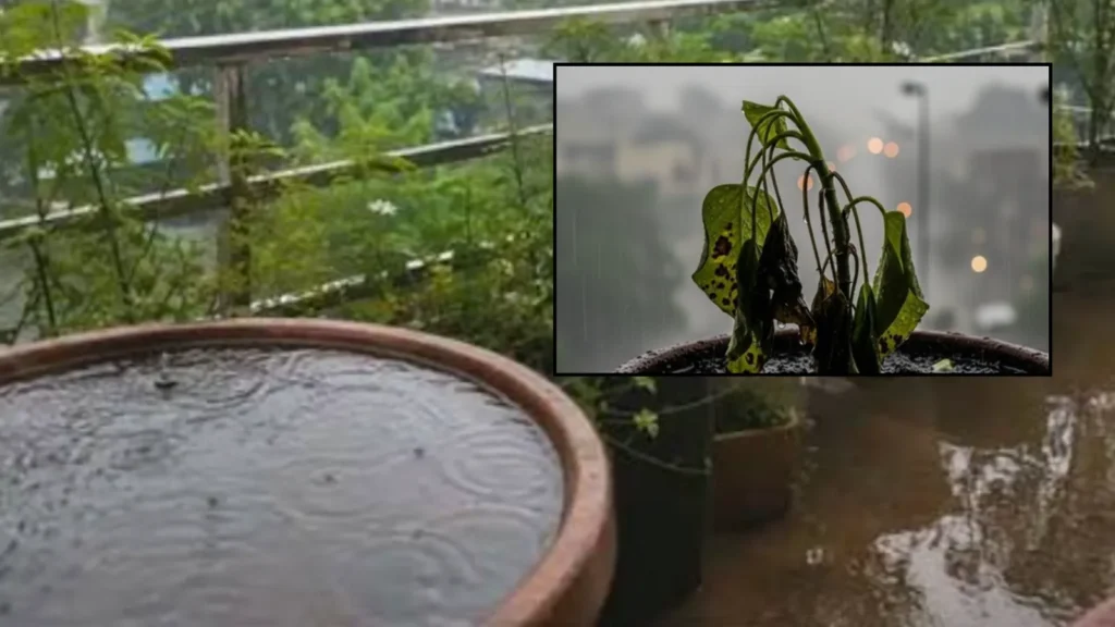 August Gardening Tips